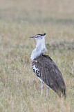 Image. Kori Bustard