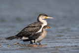 Image. Kormoran & Riedscharbe