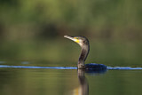 Image. Kormoran