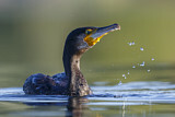 Image. Kormoran
