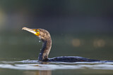 Image. Kormoran