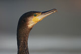 Image. Kormoran