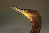 Image. Kormoran