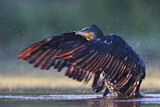 Image. Kormoran