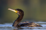 Image. Kormoran