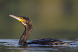 Image. Kormoran