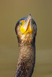 Image. Kormoran