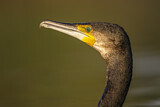 Image. Kormoran