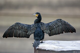 Image. Kormoran
