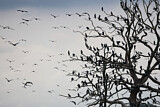 Image. Kormoran