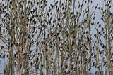 Image. Kormoran