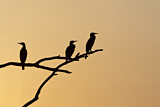 Image. Kormoran