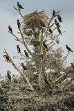 Image. Kormoran