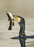 Image. Kormoran