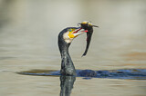 Image. Kormoran