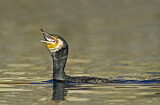 Image. Kormoran