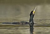 Image. Kormoran