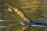 Image. Kormoran