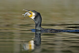 Image. Kormoran