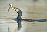 Image. Kormoran