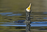 Image. Kormoran