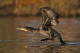 Image. Kormoran