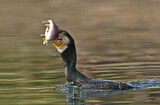 Image. Kormoran