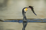 Image. Kormoran