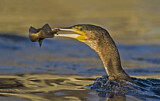 Image. Kormoran