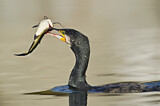Image. Kormoran