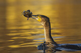 Image. Kormoran