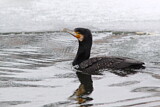 Image. Kormoran