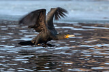Image. Kormoran