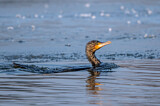 Image. Kormoran