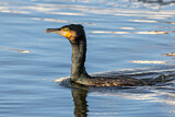Image. Kormoran