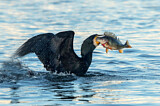 Image. Kormoran
