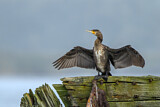 Image. Kormoran