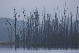 Image. Kormoran