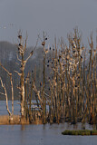 Image. Kormoran
