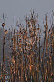 Image. Kormoran