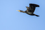 Image. Kormoran