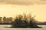 Image. Kormoran