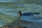 Image. Kormoran
