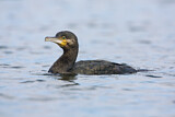 Image. Kormoran