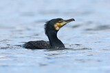 Image. Kormoran