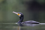 Image. Kormoran