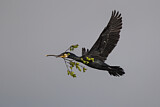 Image. Kormoran