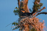 Image. Kormoran
