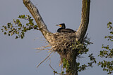 Image. Kormoran