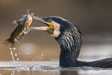 Image. Kormoran